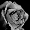 une rose en hiver