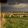 ciel d'orage et moutons