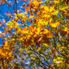 le bel automne