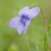 petite fleur de jardin