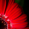 gerberas