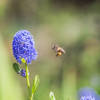 Transport de pollen