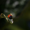 coccinelle