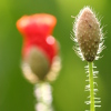 coquelicot