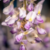 abeille et glycine