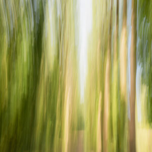 Chemin forestier