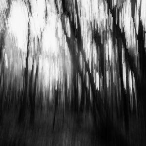 Forêt désenchantée